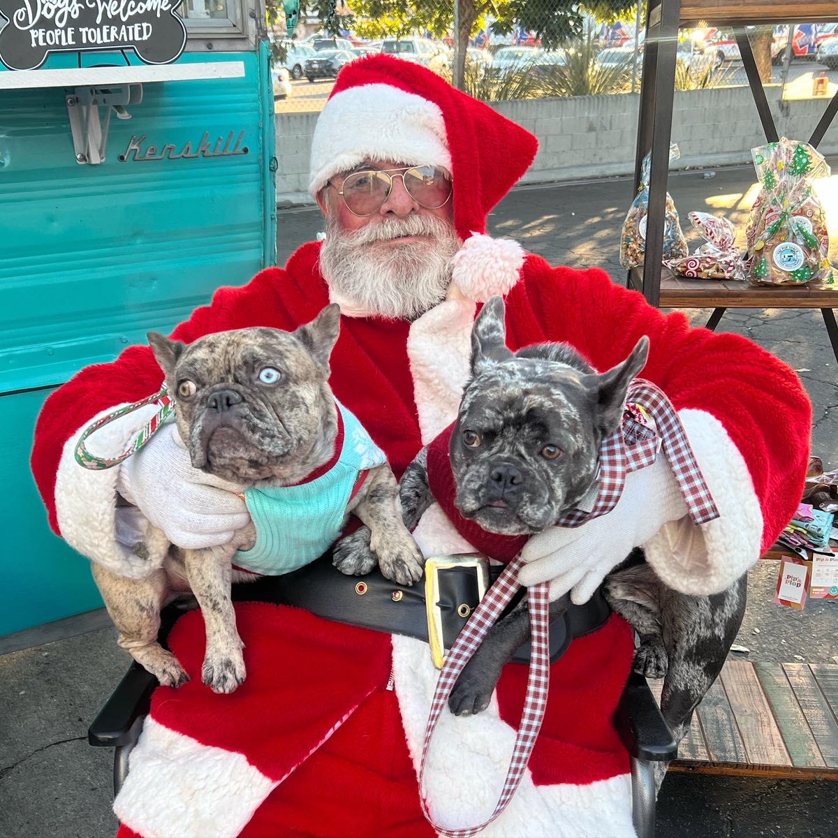 WcGron's tweet photo. My pups met #santa today… 
they were thrilled… #DogsofTwittter #Christmas2021 #bluemerlefrenchie #chocolatemerlefrenchie #modeldogs https://t.co/oi9zf6VCZM