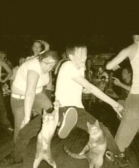 この写真は一体…？猫も人間も情報量が多すぎる！