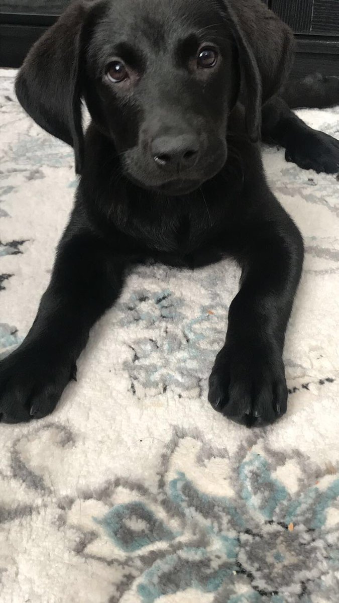 tstivers's tweet photo. @MetazoaBrewing Jordy’s good girl submission for #MetazoaGoodBoy 😍 #sweetgirl #jobean https://t.co/ZhvGM1vqBQ