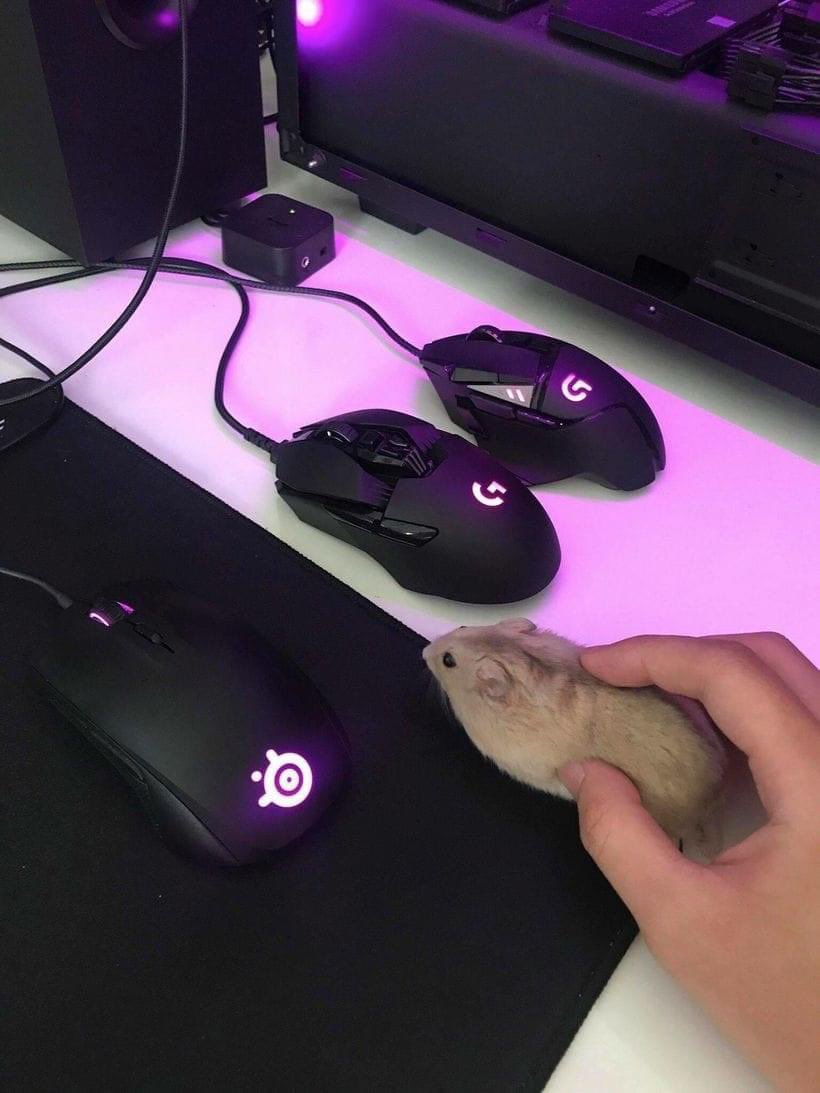 Image prediction: mouse
Confidence: 60.41%
Submission by @diablosauce87