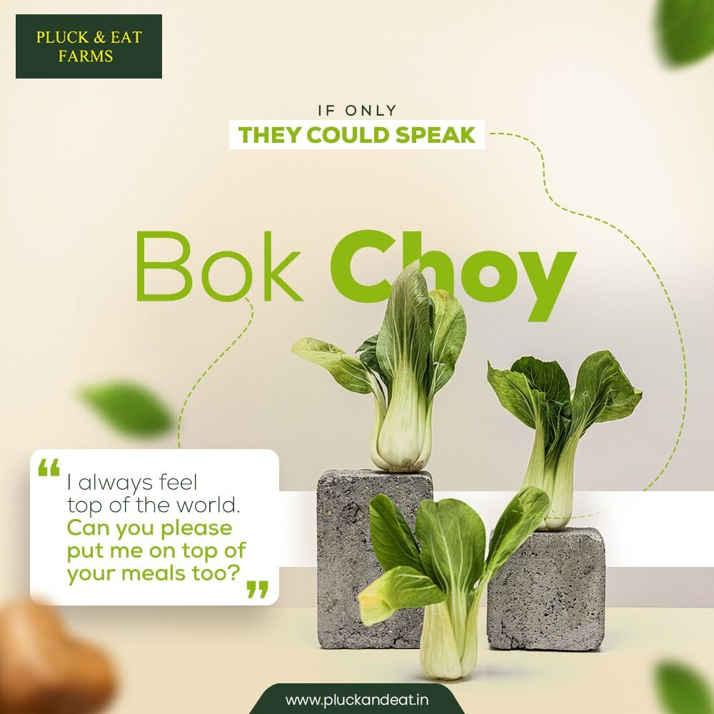 EatPluck's tweet photo. One cup of Bok Choy has just 9 calories and barely a trace of fat, yet delivers protein, dietary fibre and almost all the essential vitamins and minerals. Order it today from Pluck and Eats.

#pluckandeat #hydroponicfarms #vegetables #food #healthyfood #vegetarian #healthy https://t.co/AM70UZYBr5