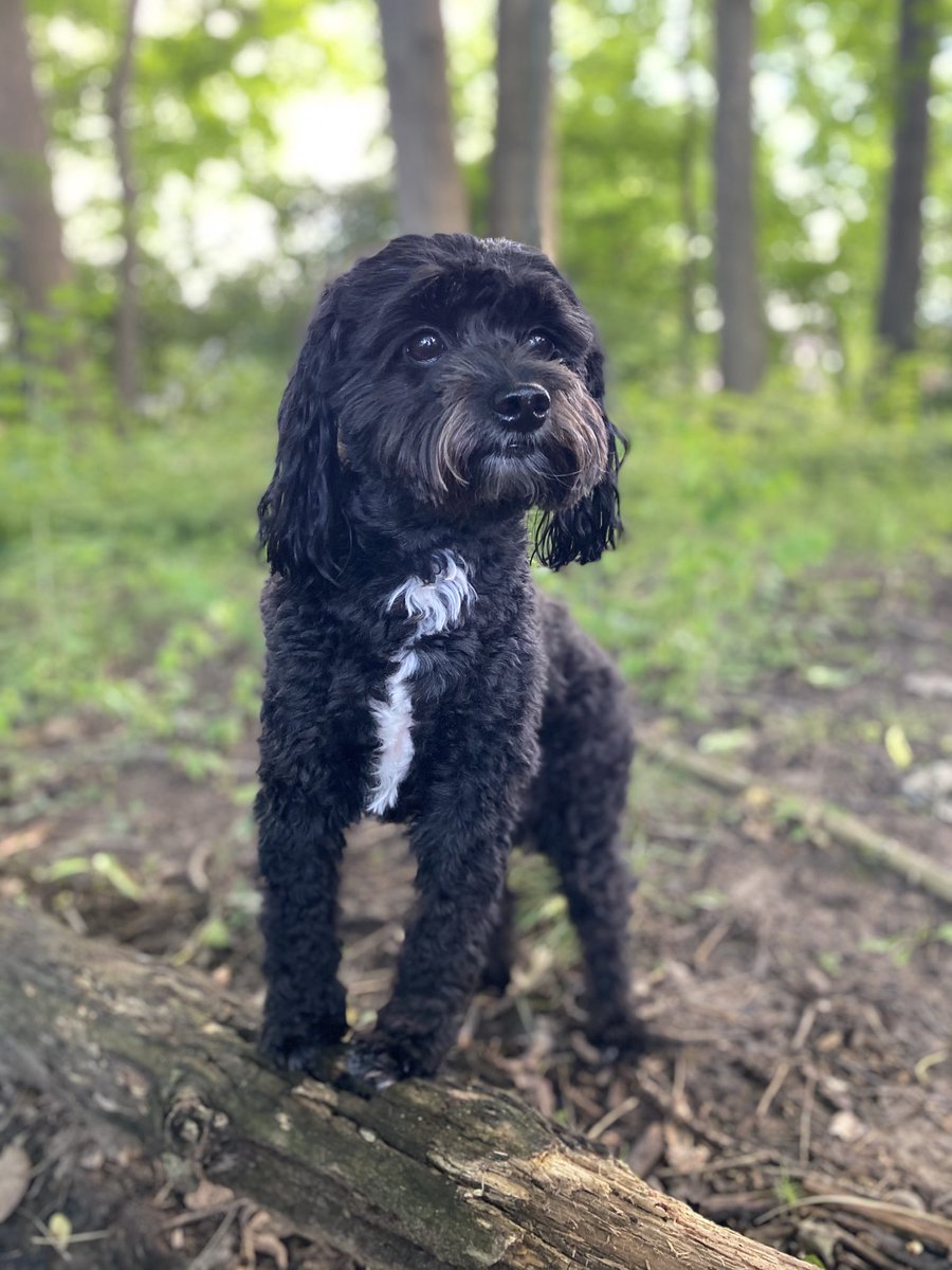 JayTizzle19's tweet photo. .⁦@MetazoaBrewing⁩ this is Nash! I don’t rate all your beers on ⁦@untappd⁩ highly for nothing. 😄 #MetazoaGoodBoy https://t.co/s1tTi3HdKa