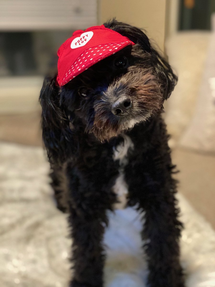 JayTizzle19's tweet photo. .⁦@MetazoaBrewing⁩ this is Nash! I don’t rate all your beers on ⁦@untappd⁩ highly for nothing. 😄 #MetazoaGoodBoy https://t.co/s1tTi3HdKa
