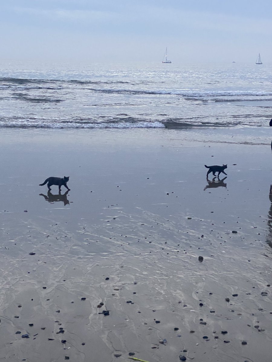 Cats on the beach this evening..going for a cruise following their owner in the tide line. Yes, I was very confused. Happy Monday. 🌊 🐈‍⬛ 🐈‍⬛ #FirstTimeForEverything #CatsOfTwitter