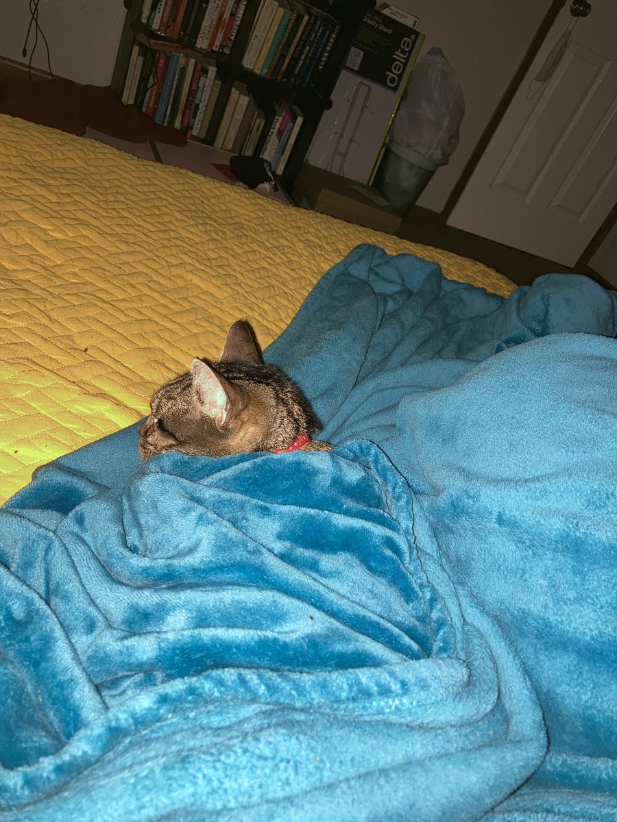 Thinking..of my Dear Sister <a href="/sukibengal/">Suki 🌈 2003-2021</a>….I hope she is enjoying the Sky..! I do miss her…but at least she has..Plenty of room to Scream..!!