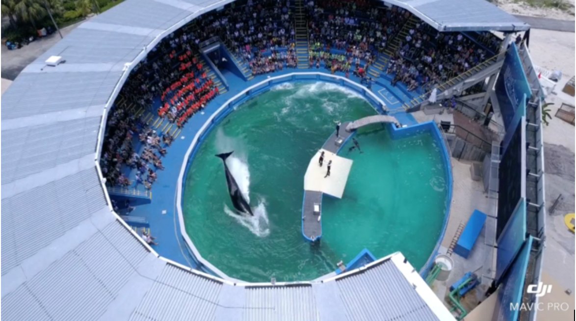 Gratitude and Updates re: Sk'aliCh'elh-tenaut (Lolita/Tokitae) - mailchi.mp/sacredsea.org/…