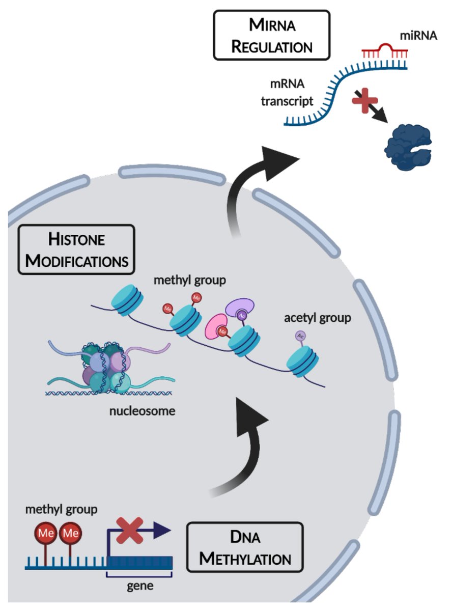 Epigenomes_MDPI's tweet photo. #Muscles in Winter: The Epigenetics of Metabolic Arrest https://t.co/ZyKwDCWjO9

by W. Aline Ingelson-Filpula &amp; Kenneth Storey (@Carleton_U) 
#hypoxia; #anoxia; #freezetolerance; #hibernation; #coldhardiness https://t.co/ItinYx7QTd