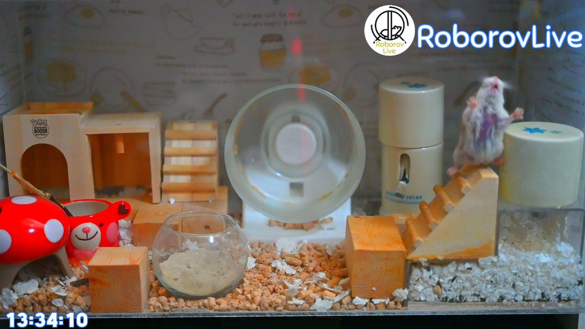 RoborovLive's tweet photo. 【670日超え】ロボロフスキーハムスターの朝配信を始めました！
元気ですねー🐹
20:00くらい：餌やり🍙
24:00くらい：一旦配信終了🎥
の予定です😊
https://t.co/i47iMHAaM7

#ハムスター #ロボロフスキー #ライブ配信 #ハムスターのいる生活 #hamster https://t.co/ahKOJoURPy
