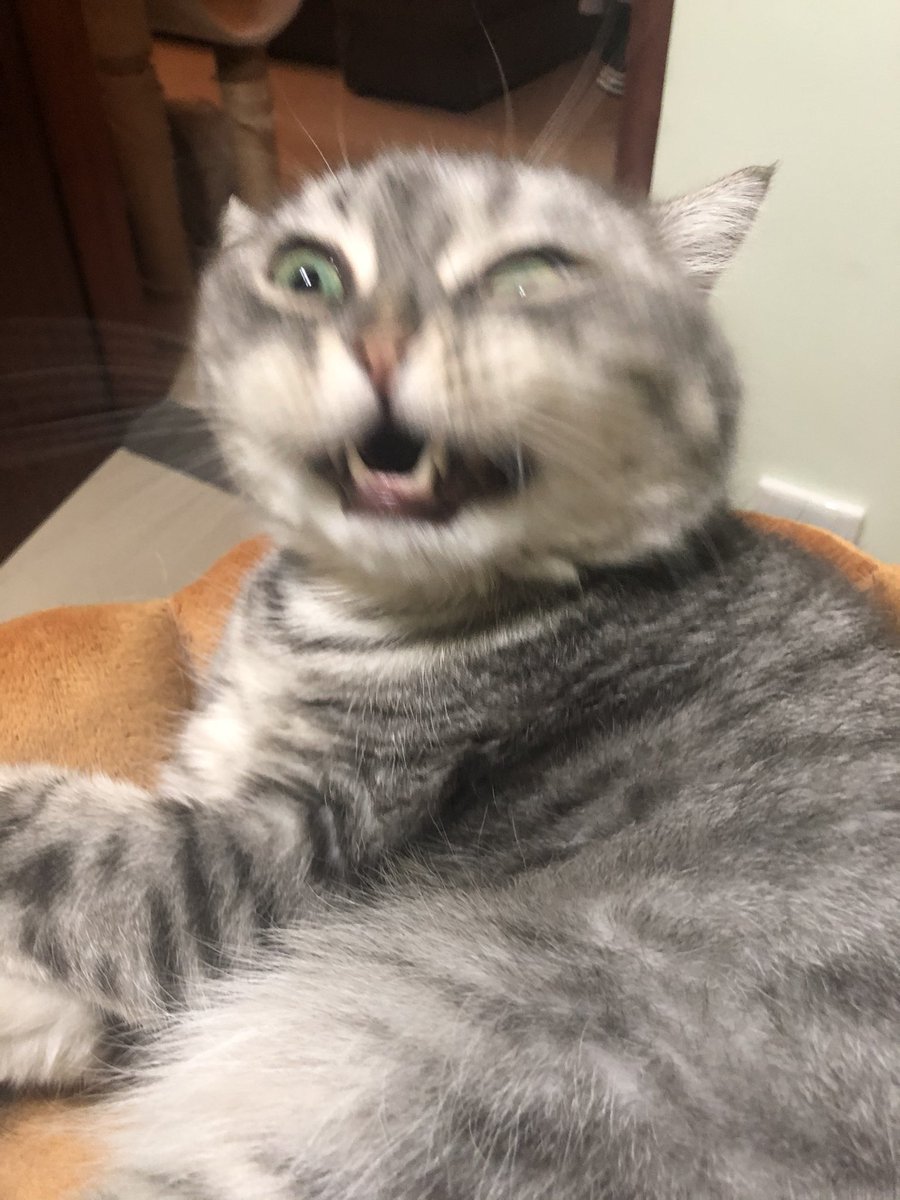 Carlos87122's tweet photo. What’s happen Mr neko😰 https://t.co/kUobYWEMpU