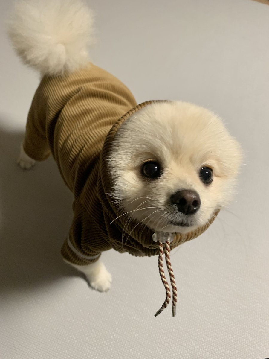 cream_dub's tweet photo. 두부 옷샀는데 문제가있어
이 쇼핑몰 모델이 이탈리안그레이하운드였다는거임 https://t.co/LYvmYEWjaB