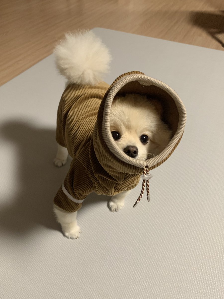 cream_dub's tweet photo. 두부 옷샀는데 문제가있어
이 쇼핑몰 모델이 이탈리안그레이하운드였다는거임 https://t.co/LYvmYEWjaB