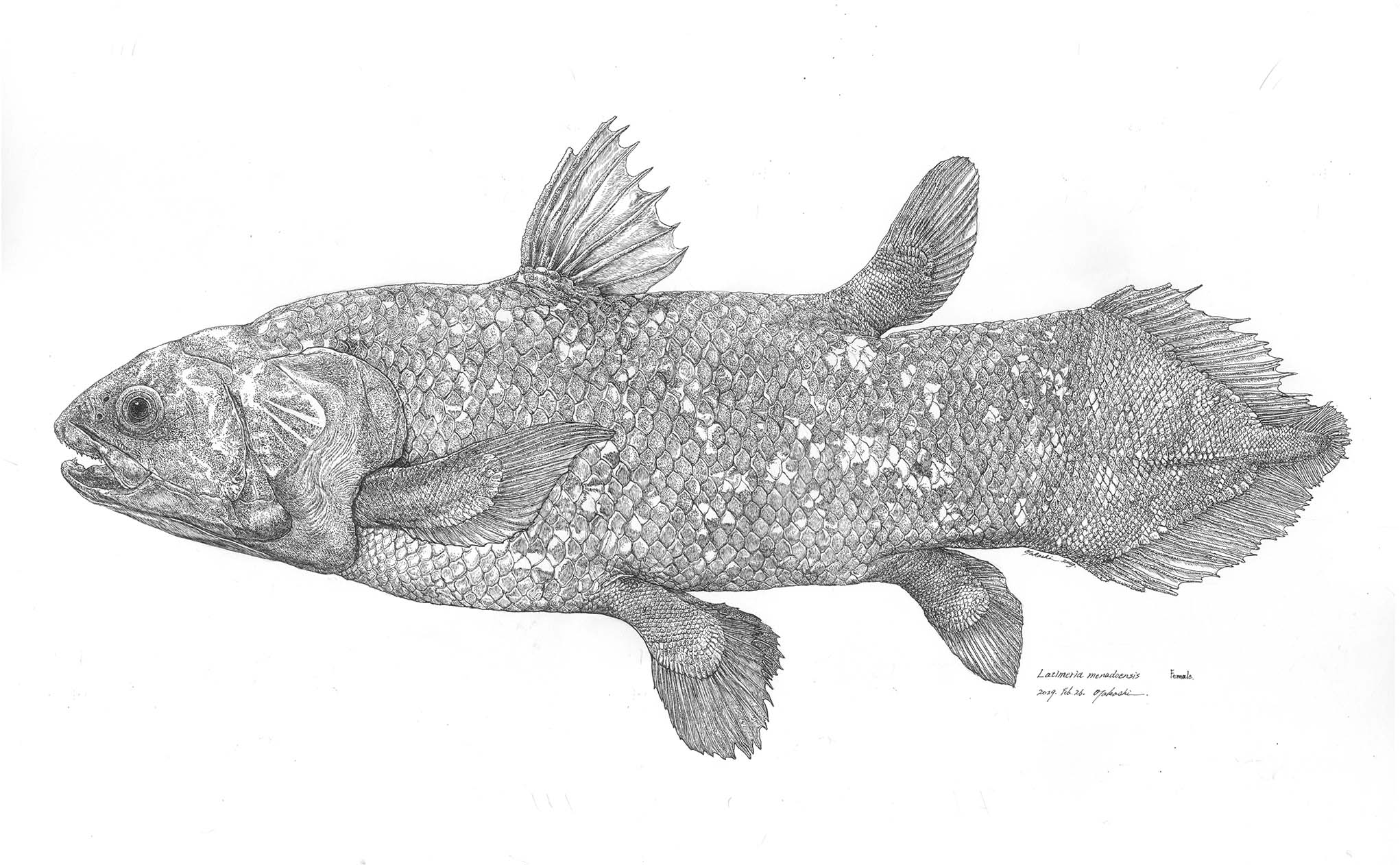 (即購入可能)マリンマリン　シーラカンス 2025年最新】マリンマリン シーラカンスの人気アイテム - メルカリ