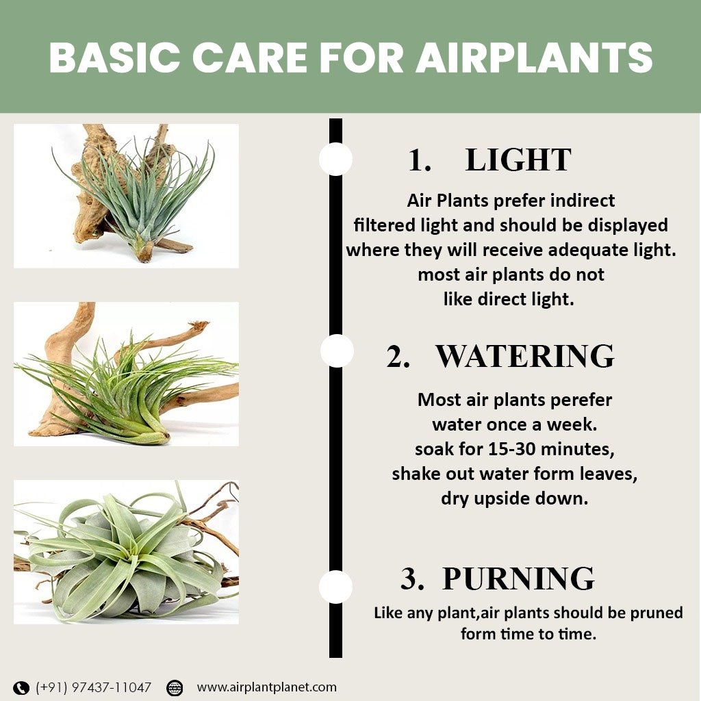 How do you take care of your plants?
It’s really easy and simple.
It needs just three basic steps-
Light
Watering
Pruning
Take care of plants, as they take care of us. 
Visit- airplantplanet.com
#tillandsia #airplants #airplant #airplantsofinstagram #plants #tillandsialover