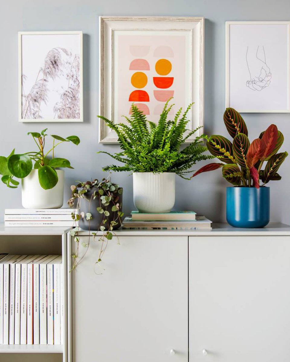 beardsdaisies's tweet photo. Pet Friendly Plant bundle ⁠🌿
Your furry friends and plant pals will live in perfect harmony with our pet-friendly bundle. The perfect last minute gift for those beloved pet parents
#beardsanddaisies #theplantfolk #indoorplants #plantlove #plantparenthood #subscriptionaddiction https://t.co/jPHqQjkwuQ