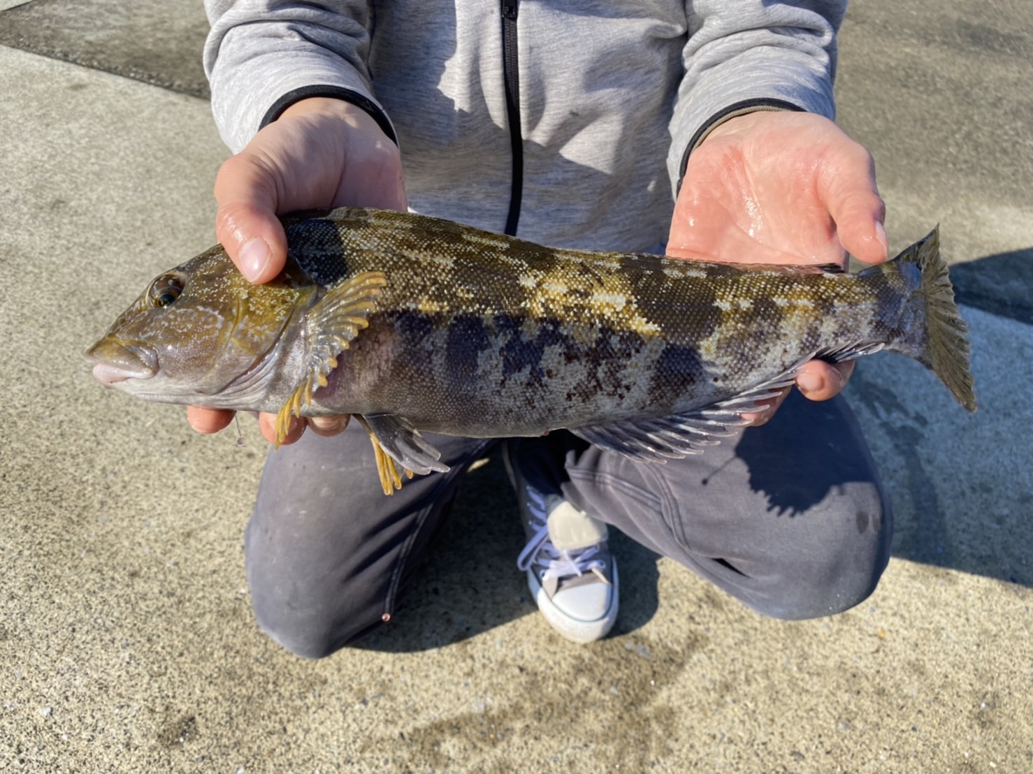 かおたんpart2 ロックフィッシュ アイナメ アブラメ ２０２１ロックフィッシュ完結 岩手県宮古市 やっと産卵系 薄いけど金色アイナメ ４０ジャスト こいつに出会う為には釣りをしている T Co X1a4rhhvzc Twitter