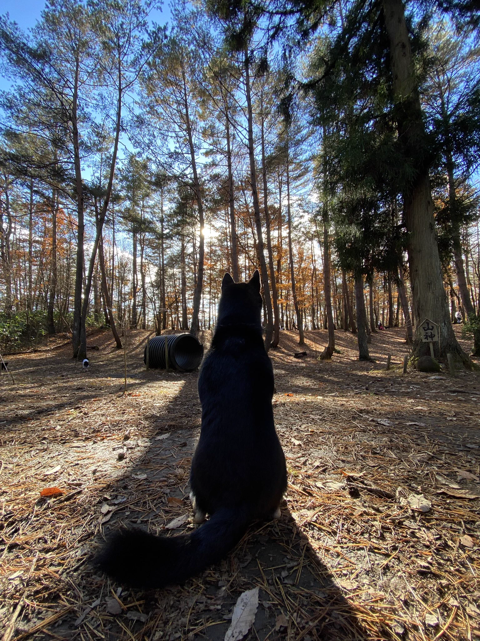 @ore825 うちの柴犬色🐕 