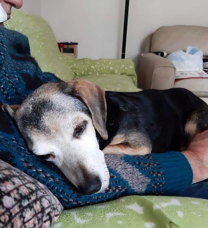 Ayer adopté al perro más viejo y enfermo del refugio. Acurrucado en la esquina, había aceptado su destino. Un voluntario me dijo.. ¿Estás seguro? ¡SÍ! Este es mi perro.
Abrió su jaula, corrí hacia él, me miró como si viera un ángel.. Lo abracé, ahora será feliz

Da una vida💝