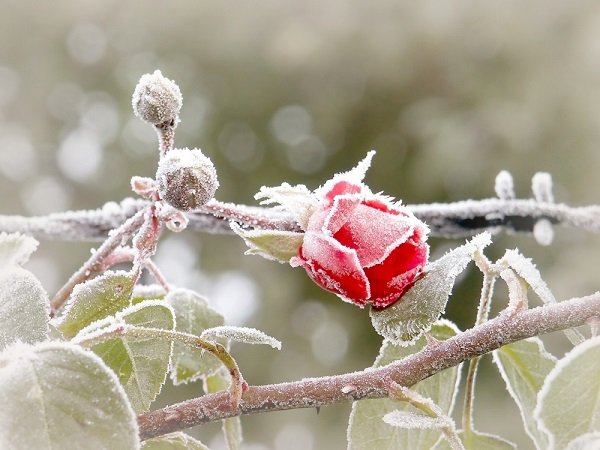 Incomincia il freddo vero.❄
#solstiziodinverno