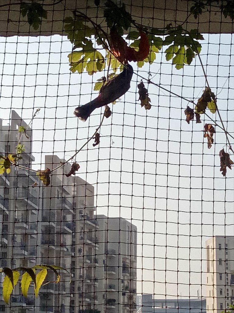 desiTraveler's tweet photo. A couple of #redventedbulbul have learned to puncture the ripe Bitter Gourd fruit, gone rogue outside of the pigeon net &amp; are boldly enjoying the seeds cocooned in juicy red pulp. #indiaves #sstphone https://t.co/TjIxlhr3OB