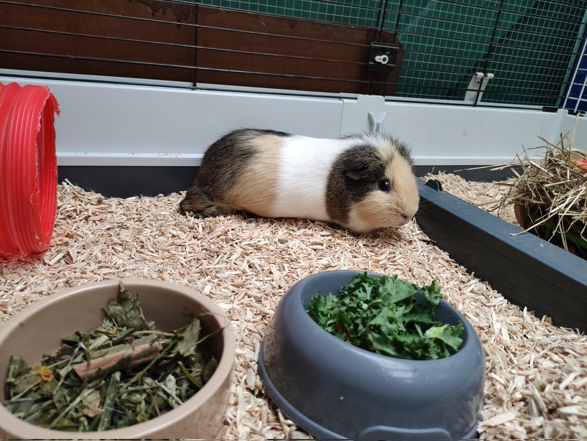 SmallAnimalDen's tweet photo. George has arrived so Manuel has some company until the rest arrive on Thursday. It's his first stay as well! https://t.co/T1L0mv7buw