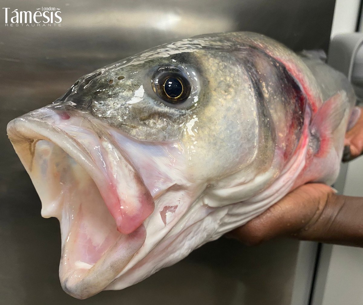 ¡Espectáculo de lubina que hemos recibido hoy!🤩
Si quieres disfrutar del mejor producto fresco, haz tu reserva cuanto antes⤵️

☎️ 953 267 067
🖱restaurantetamesis.es

#RestauranteTámesis #Jaén #Producto #LubinaSalvaje #Gastronomía #Retaurante #Tradición #PescadoFresco