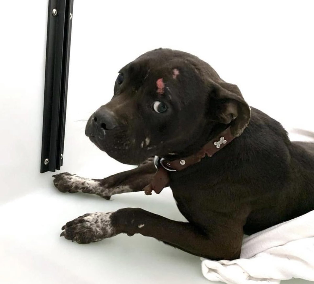 reddogsusie's tweet photo. #TN #MEMPHIS
🆘🆘FINAL PLEA Chowder 1yo boy HIT BY CAR-WOUNDS TO FACE-UNABLE TO STAND This poor guy needs IMMEDIATE vet care💔pls help get him out of here🙏🏻 #FOSTER #PLEDGE #RESCUE #MASA10051 🆘🆘
https://t.co/ekF3Sa7yOg https://t.co/0CF1zMXRue