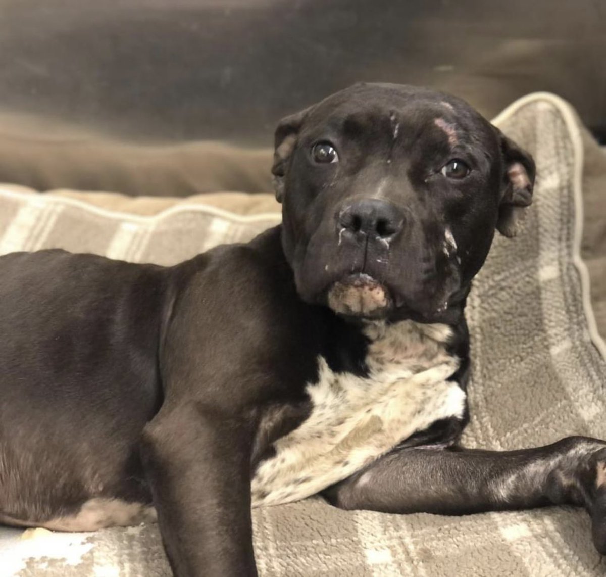 reddogsusie's tweet photo. #TN #MEMPHIS
🆘🆘FINAL PLEA Chowder 1yo boy HIT BY CAR-WOUNDS TO FACE-UNABLE TO STAND This poor guy needs IMMEDIATE vet care💔pls help get him out of here🙏🏻 #FOSTER #PLEDGE #RESCUE #MASA10051 🆘🆘
https://t.co/ekF3Sa7yOg https://t.co/0CF1zMXRue