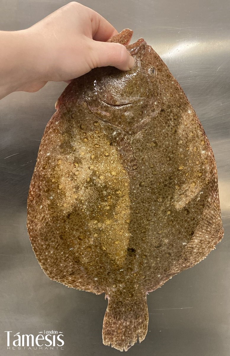 ¿Has probado alguna vez el rodaballo a la parrilla?🔥
Pues este que tenemos por aquí lo vamos a preparar así y te aseguramos que va a estar delicioso😋

☎️ 953 267 067
🖱restaurantetamesis.es

#RestauranteTámesis #Jaén #Producto #Rodaballo #Gastronomía #PescadoFresco