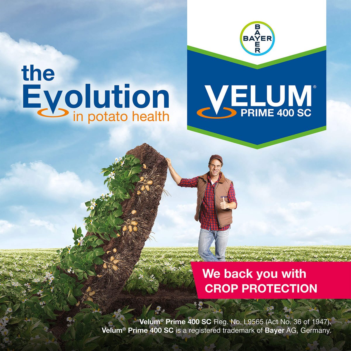 Be part of the evolution in potato health! With Bayer’s suspension concentrate nematicide &amp; fungicide, Velum® Prime 400 SC, for the control of nematodes &amp; early blight, you can rest assured that your potato crops are in good hands. Click here for more: ow.ly/Ptrl50HfH7Q