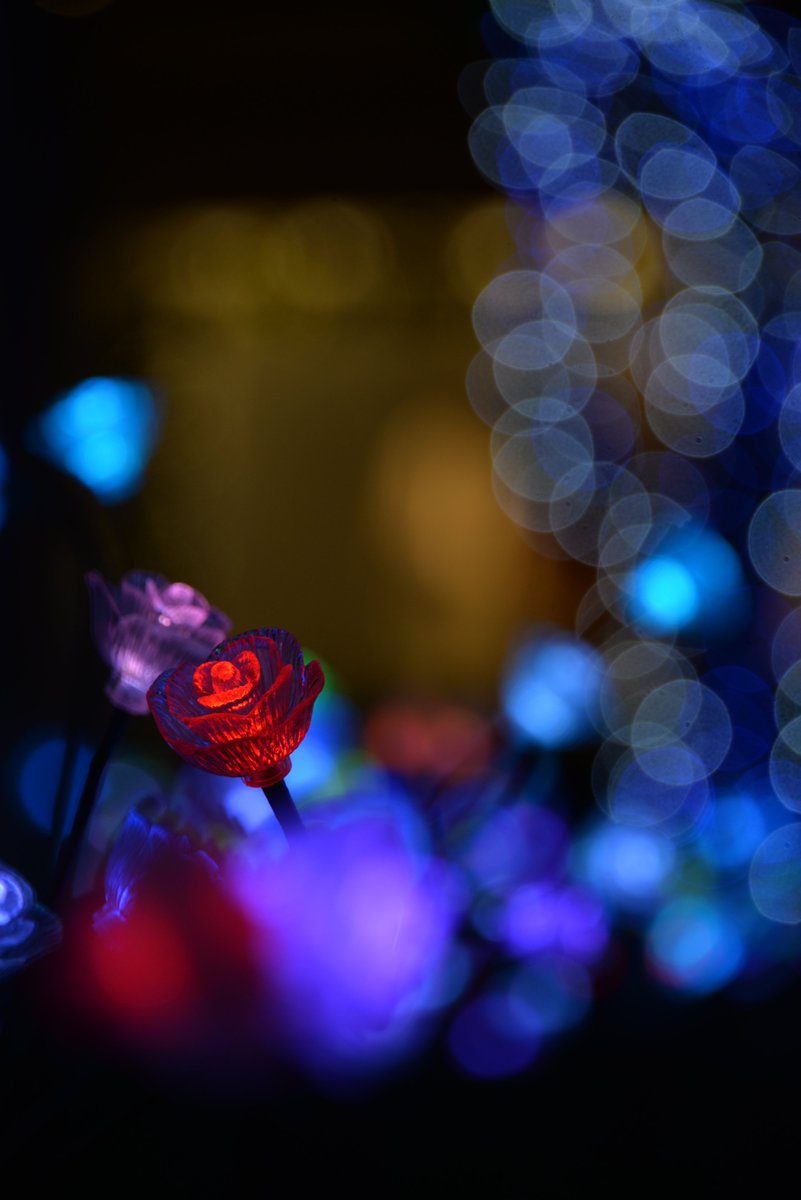 koide_137's tweet photo. もうすぐ #クリスマス🎄
大事な方へのプレゼントのご用意はお済みですか？
#写真 をフレームに入れて #プレゼント もステキですよ✨(きょろ)
https://t.co/lmmiaq8Y5v

#写真好きな人と繋がりたい 
#photography 
#キリトリセカイ
#ファインダー越しの私の世界 
#コイデカメラ
#ららぽーと横浜IY店 https://t.co/ObTFTVwQC7