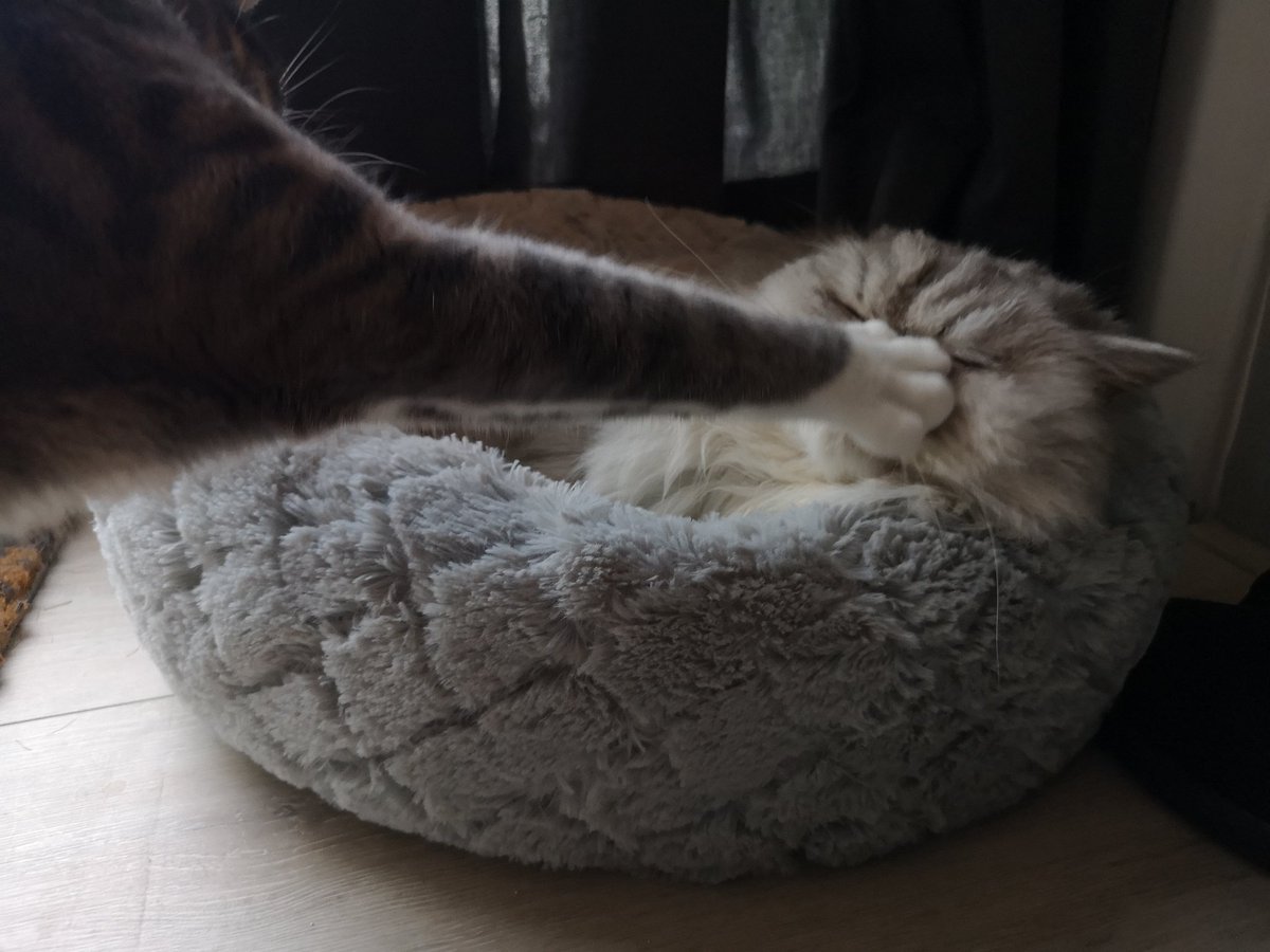 Autistic_Anne's tweet photo. My cats are very friendly to each other.

Most of the time...

😂 https://t.co/l2sOfD48zx