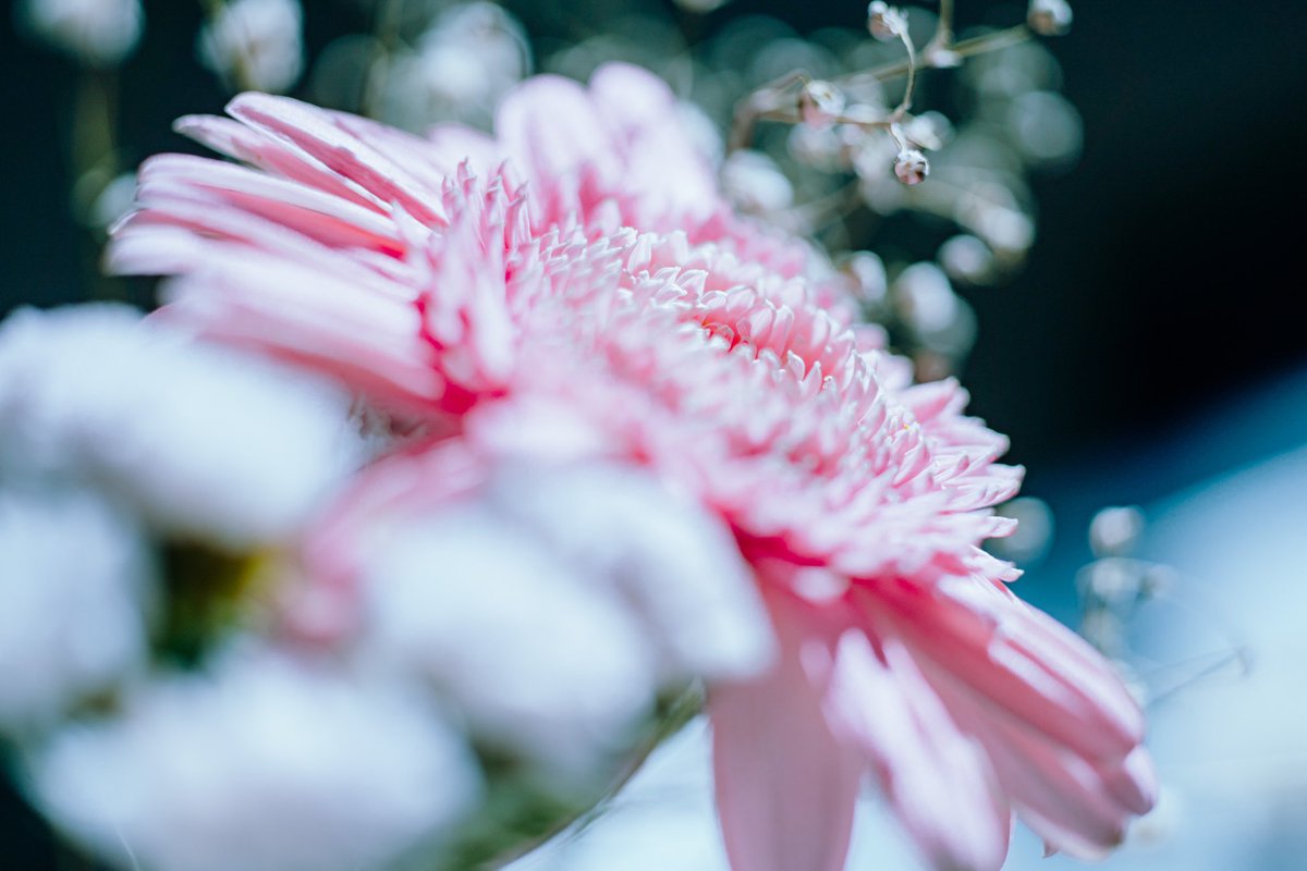 花の定期便 Twitter Search Twitter