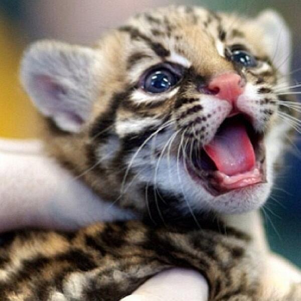 BOX VILLAT tweet media