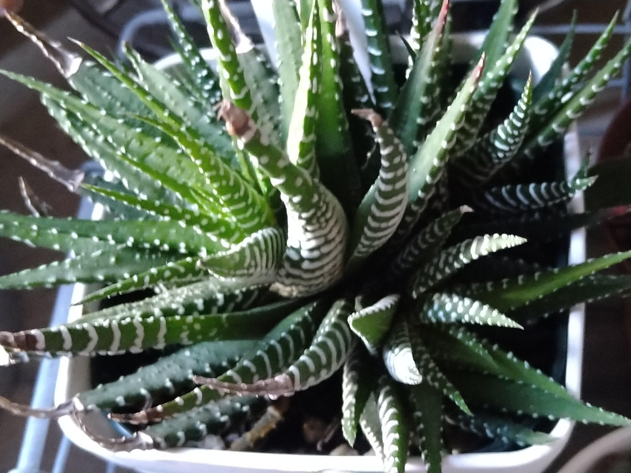 Makoko 和みの喜々楽園芸 朝の多肉植物 十二の巻 ペンテリー 桃太郎 スノージェイド T Co Dbqmim5rem Twitter