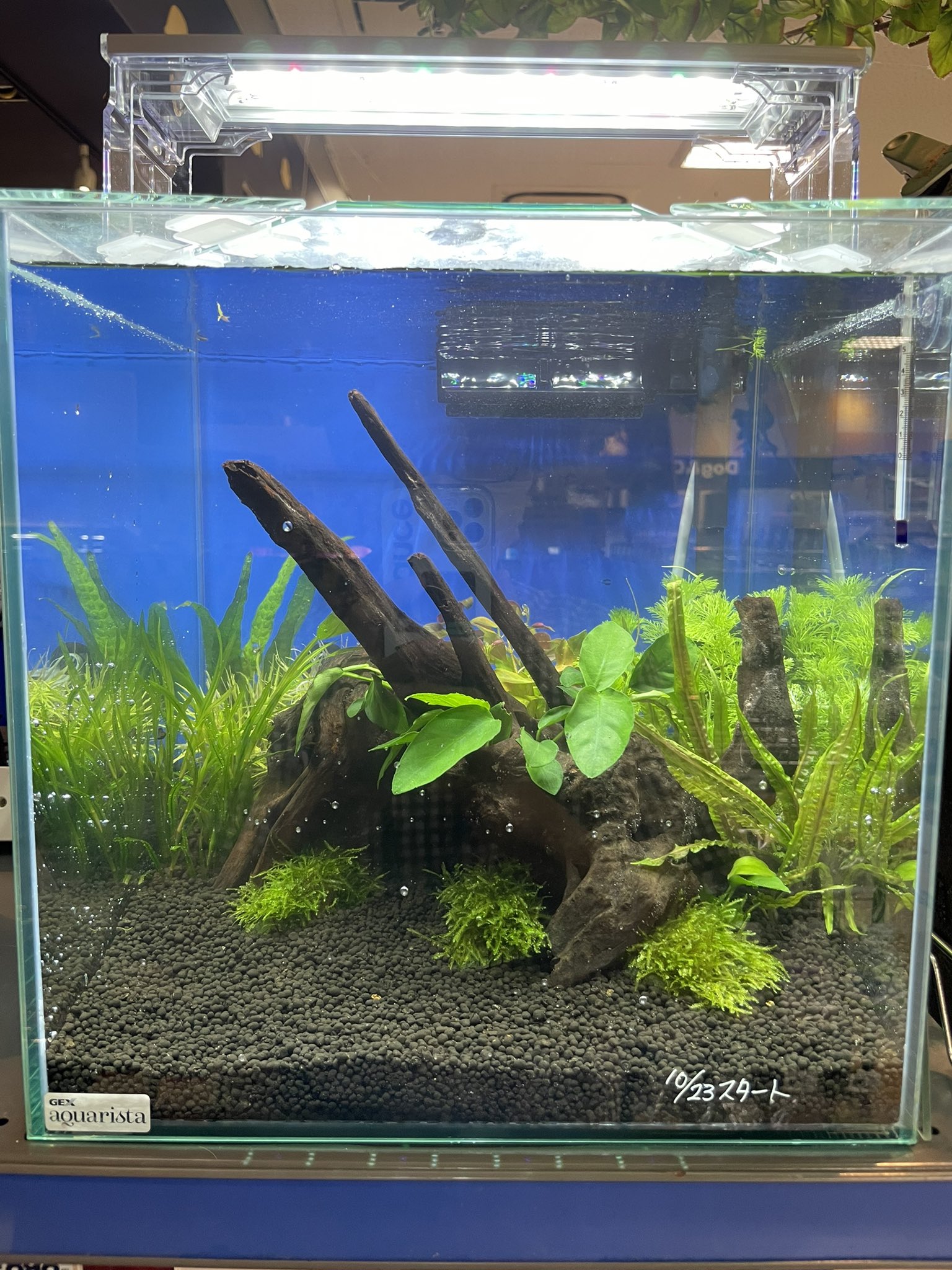 アミーゴ高知店 立ち上げ約2ヶ月の水槽 二酸化炭素なしの展示をしてますが 今のとこコケも生えず順調٩ ˊᗜˋ و 配置は変えたりしてますが水草も枯れることなく成長してます ただ やっぱり赤みは弱いですね 本来の色味を出すなら二酸化炭素は必須