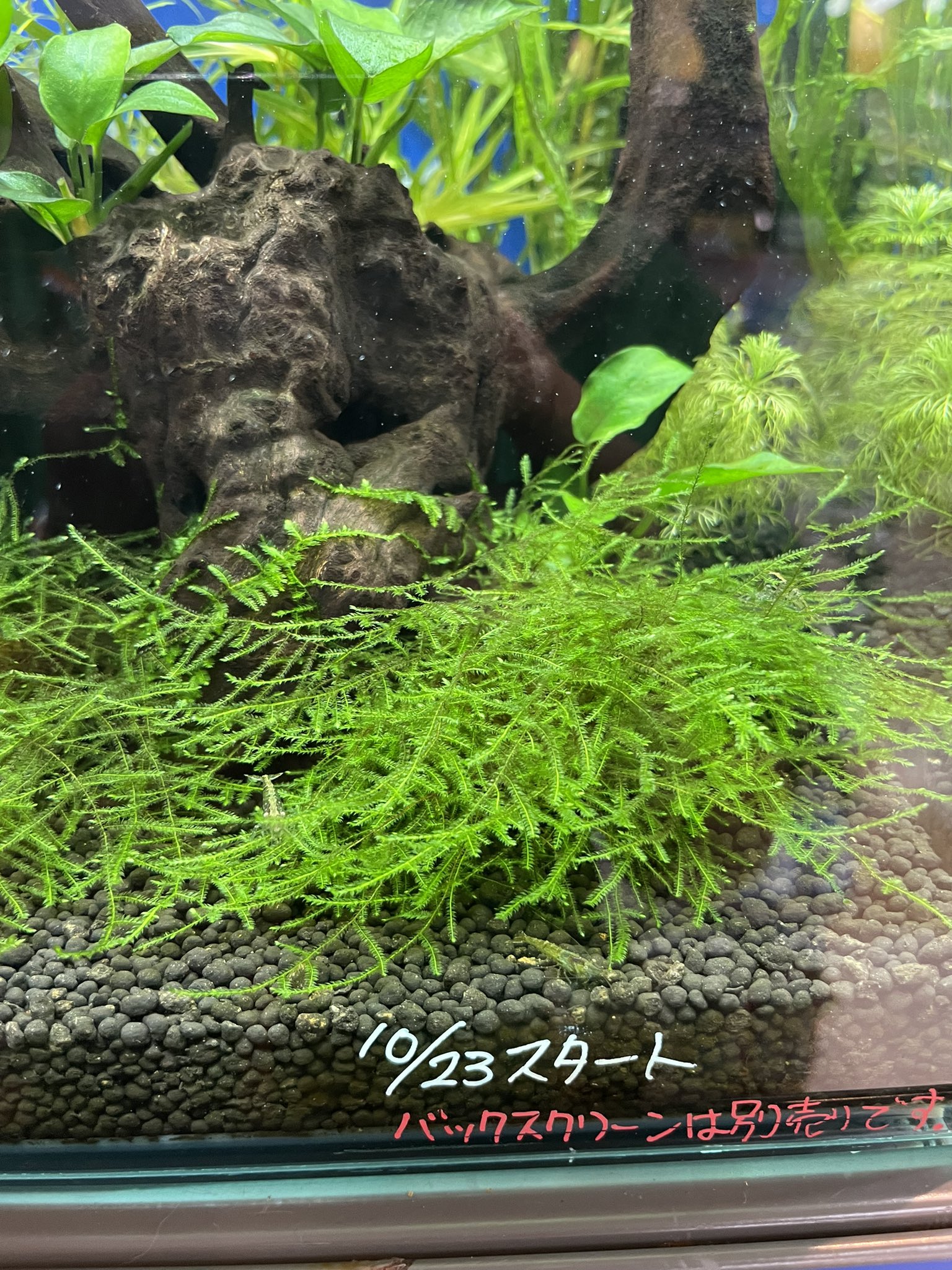 アミーゴ高知店 立ち上げ約2ヶ月の水槽 二酸化炭素なしの展示をしてますが 今のとこコケも生えず順調٩ ˊᗜˋ و 配置は変えたりしてますが水草も枯れることなく成長してます ただ やっぱり赤みは弱いですね 本来の色味を出すなら二酸化炭素は必須