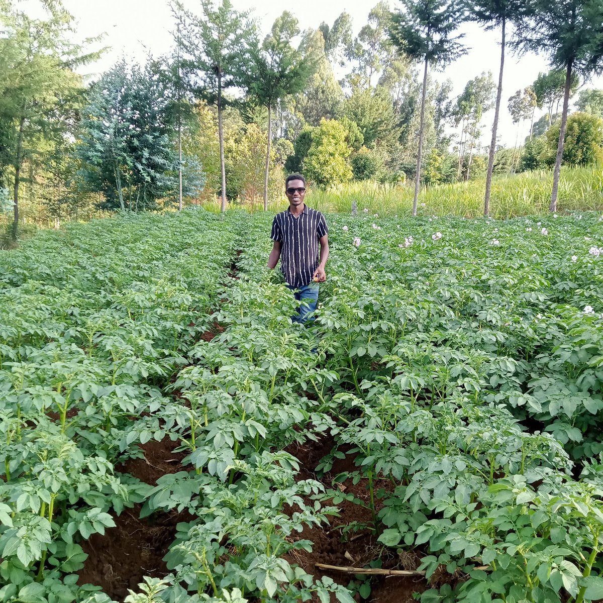 _jsrN's tweet photo. The first time I saw beautiful potato vegetation was @JamesNderui1's @RiariAgriHub farm. It's me now and I can not believe this is mine. Potato farmers in the six potato growing counties can do it too.
#CertifiedSeedPotatoes
#QualityPotatoes
#ShangiVariety https://t.co/JQKnLncbMP