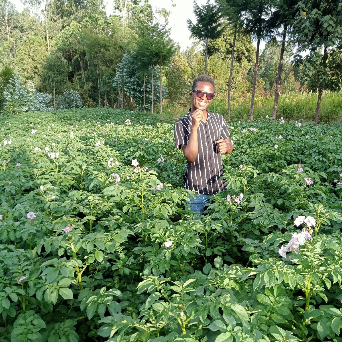 _jsrN's tweet photo. The first time I saw beautiful potato vegetation was @JamesNderui1's @RiariAgriHub farm. It's me now and I can not believe this is mine. Potato farmers in the six potato growing counties can do it too.
#CertifiedSeedPotatoes
#QualityPotatoes
#ShangiVariety https://t.co/JQKnLncbMP