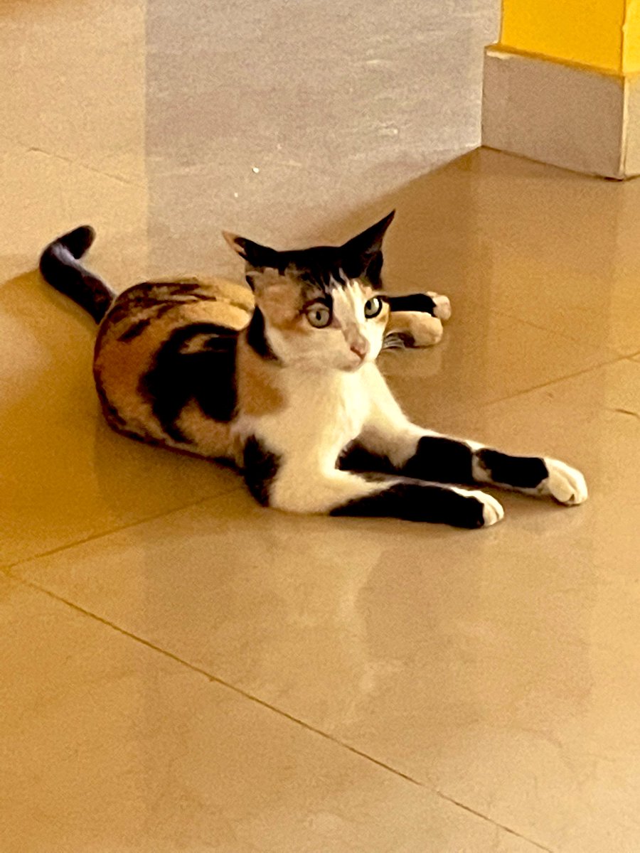 Ira Pradhan tweet media