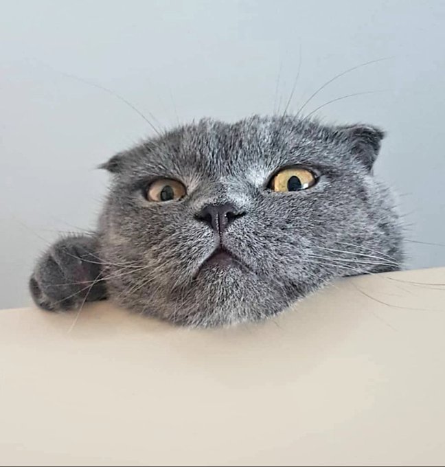 BOX VILLAT tweet media