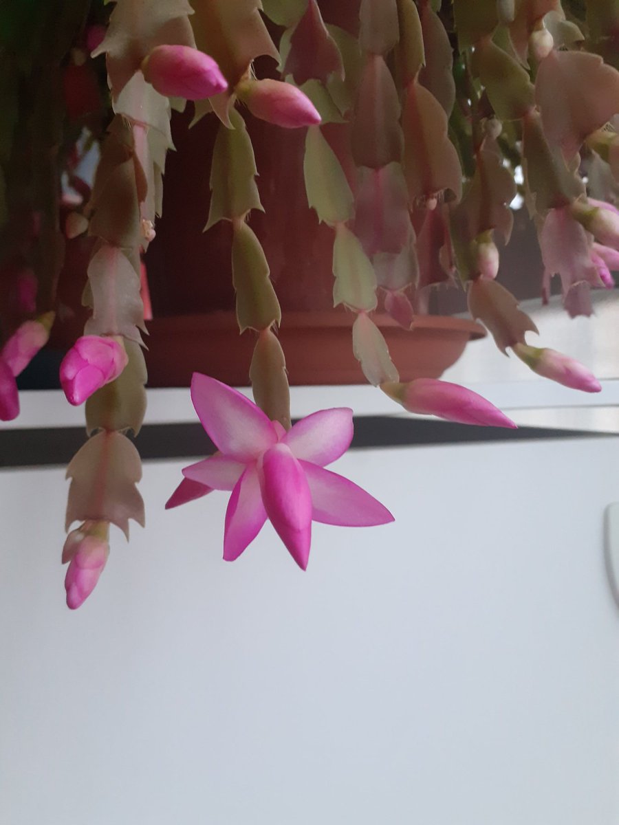 Il primo fiore del cactus di Natale è sbocciato il giorno del #solstiziodinverno 🌸