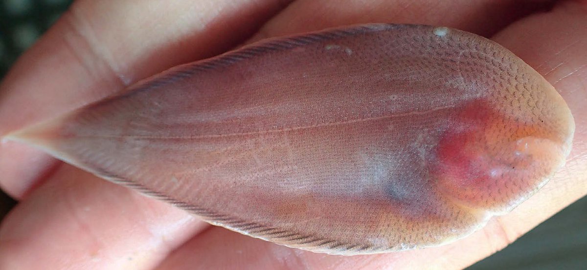 MarkusBhler10's tweet photo. Starting into the day with a totally bizarre flatfish which was just described in 2020, the eye-less sole Typhlachirus lipophthalmus from Malaysian Borneo. No deep sea dweller but a denizen of the tidal section of Sarawak river. https://t.co/CiaU4zvGKr https://t.co/INOHnTer6K