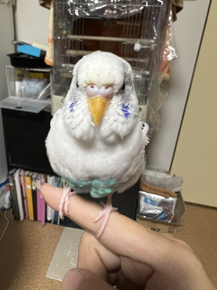 fakeyama's tweet photo. #迷子鳥 #迷い鳥 #迷いインコ #迷子インコ #保護
迷いインコを探しています！
白と青のハルクインで名前はシロです。
埼玉県吉川市で家から逃げてしまいました。
よく「シロちゃん」「じーちゃん」と喋ります。
10歳の老鳥なので長くは飛べません。
是非ご協力をよろしくお願い致します。 https://t.co/NU8JljBXul