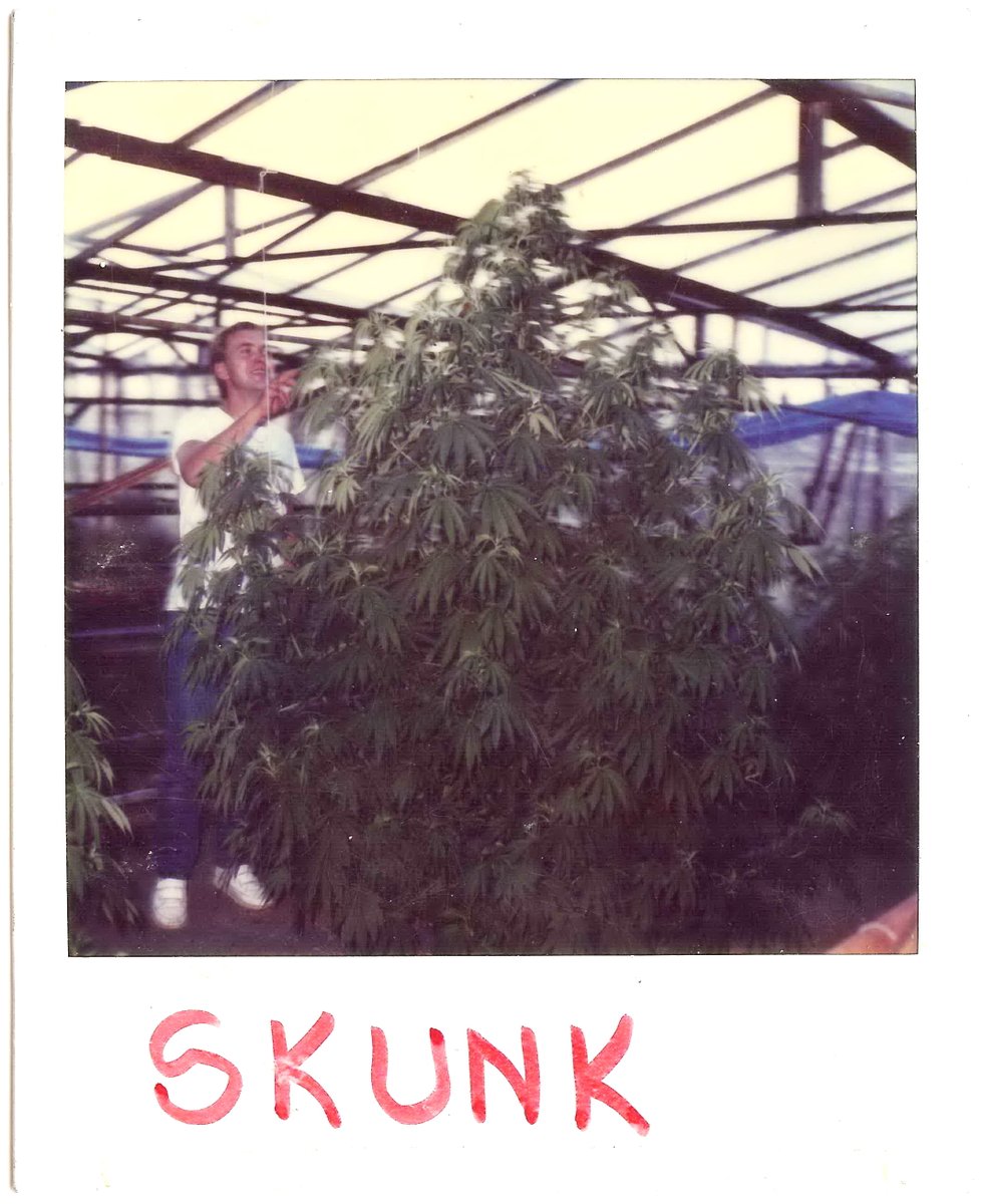 Hash Marihuana & Hemp Museum tweet media