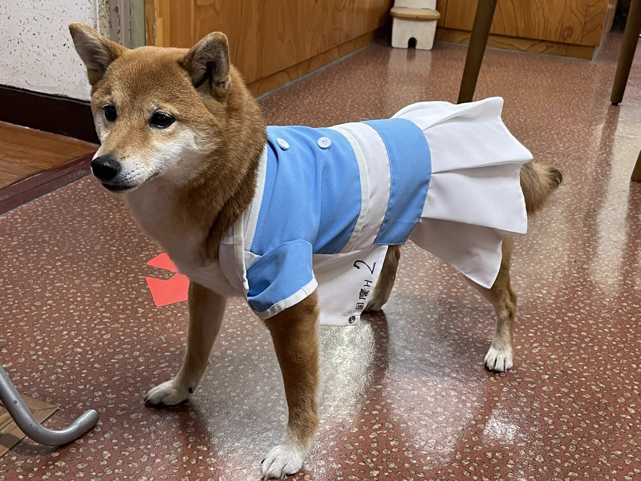 @ore825 妹の家のキツネちゃんという名前の豆柴です。 