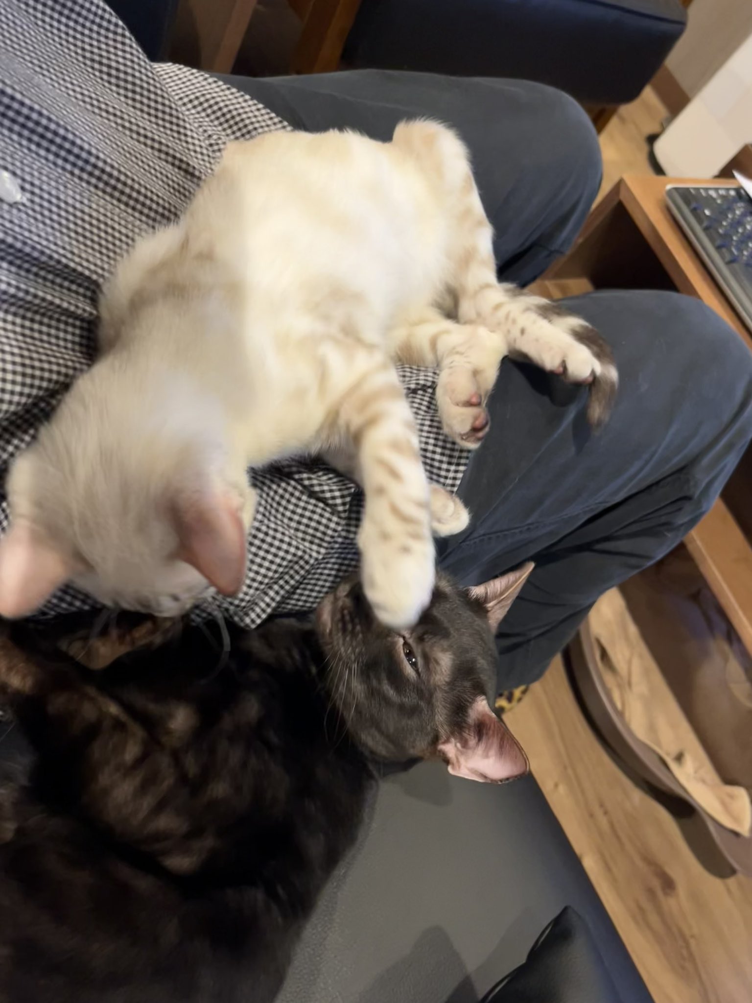 ねこや飼育員 白と黒 リンクくんを訓練中の私に絡んできた黒いの 当然この後遊び始めてしまい訓練は中断されてしまいましたとさ ベンガル 仲良しニャンズ 黒ベンガル 白ベンガル T Co Ghe1avs6lw Twitter
