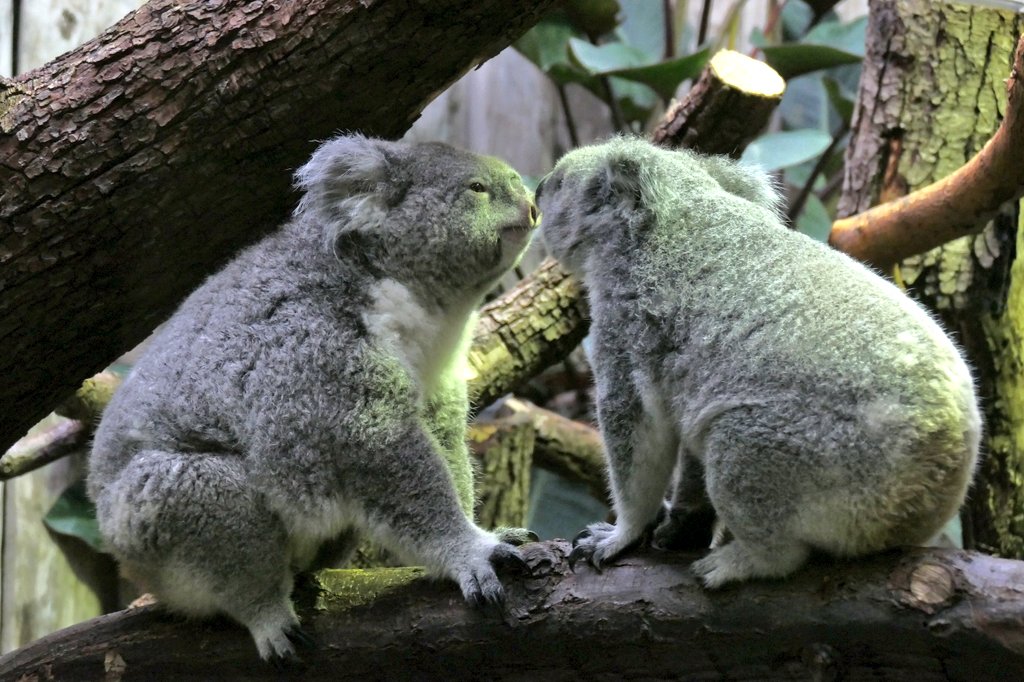 Koala — Wikipédia