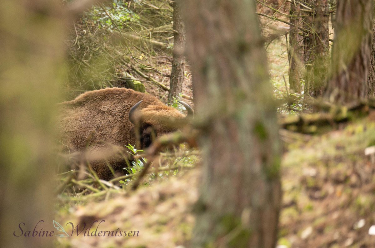 Helaas, na de persconferentie van afgelopen zaterdag is het duidelijk en nemen we als stichting wisent op de Veluwe onze verantwoordelijkheid. 
De komende vier weken organiseren we helaas geen excursies naar het wisentengebied. 
#staysafe  #staytuned 
foto: Sabine Wolters