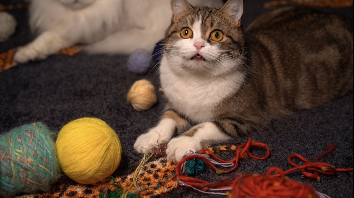Woooool ball🧶I can't let it get away😼
Mama:Gina!😹

#CatsOfTwiter 
#cats 
#猫