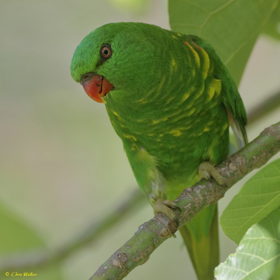 WildRedlands's tweet photo. Scaly-breasted lorikeet (Trichoglossus chlorolepidotus) this morning in a Macaranga tree next to the Eddie Santagiuliana Way in Cleveland (Queensland). #lorikeet #birdphotography #macaranga #Queensland https://t.co/kM3e308Btn